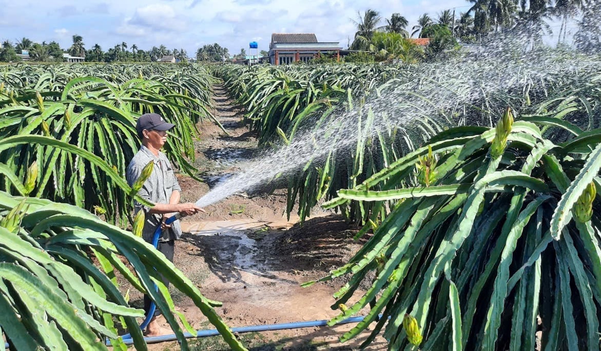 Đồng Tháp sẽ triển khai thực hiện hỗ trợ sản xuất nông nghiệp. Ảnh: Thanh Bạch.