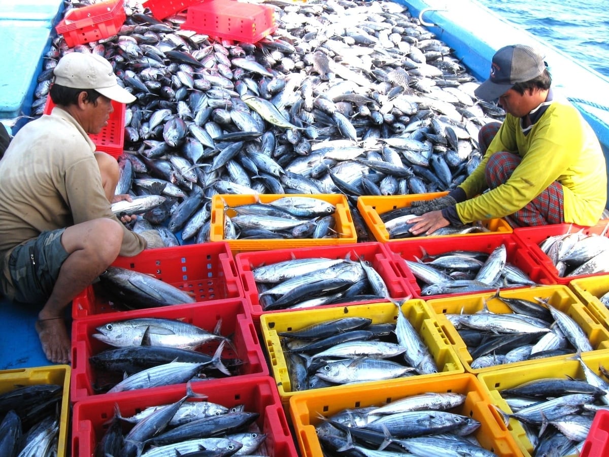 Cá ngừ sọc dưa có trọng lượng từ 300g-1kg/con chiếm đến 80% sản lượng. Ảnh: V.Đ.T.