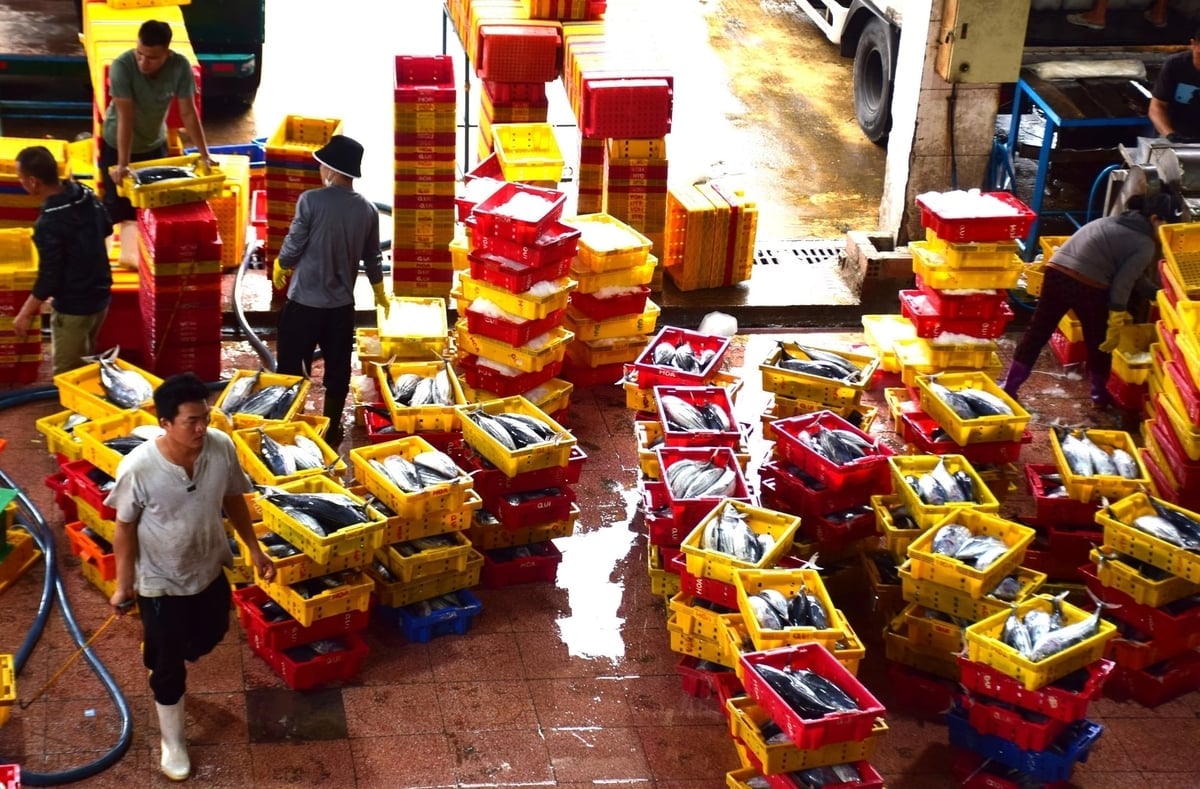 Giá cá ngừ sọc dưa hiện nay chỉ 25.000đ/kg, giảm 10.000đ/kg so với trước đây. Ảnh: V.Đ.T.