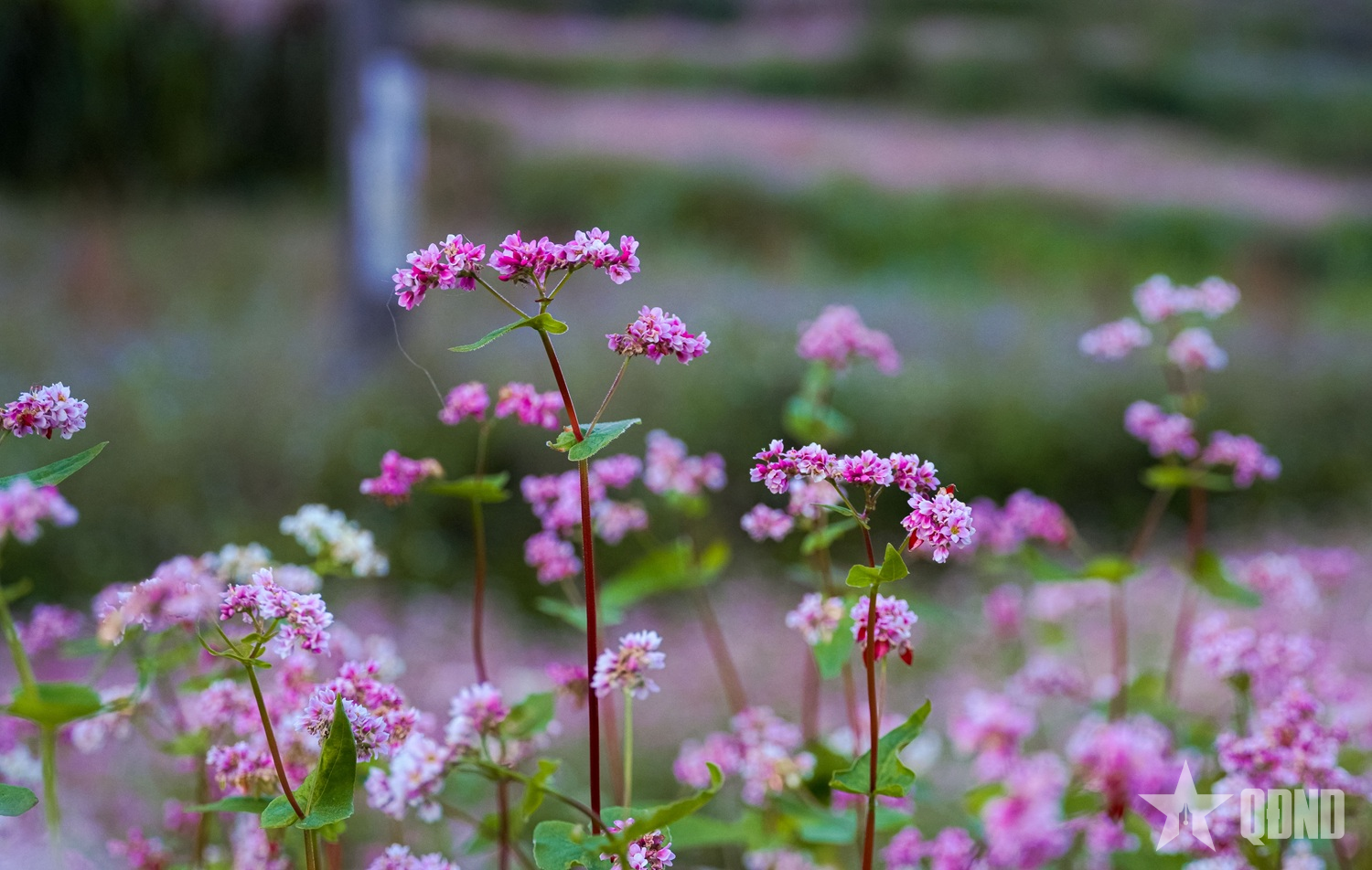 Miền đá thức giấc giữa sắc hồng tam giác mạch