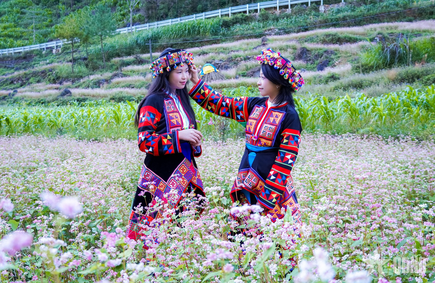 Miền đá thức giấc giữa sắc hồng tam giác mạch