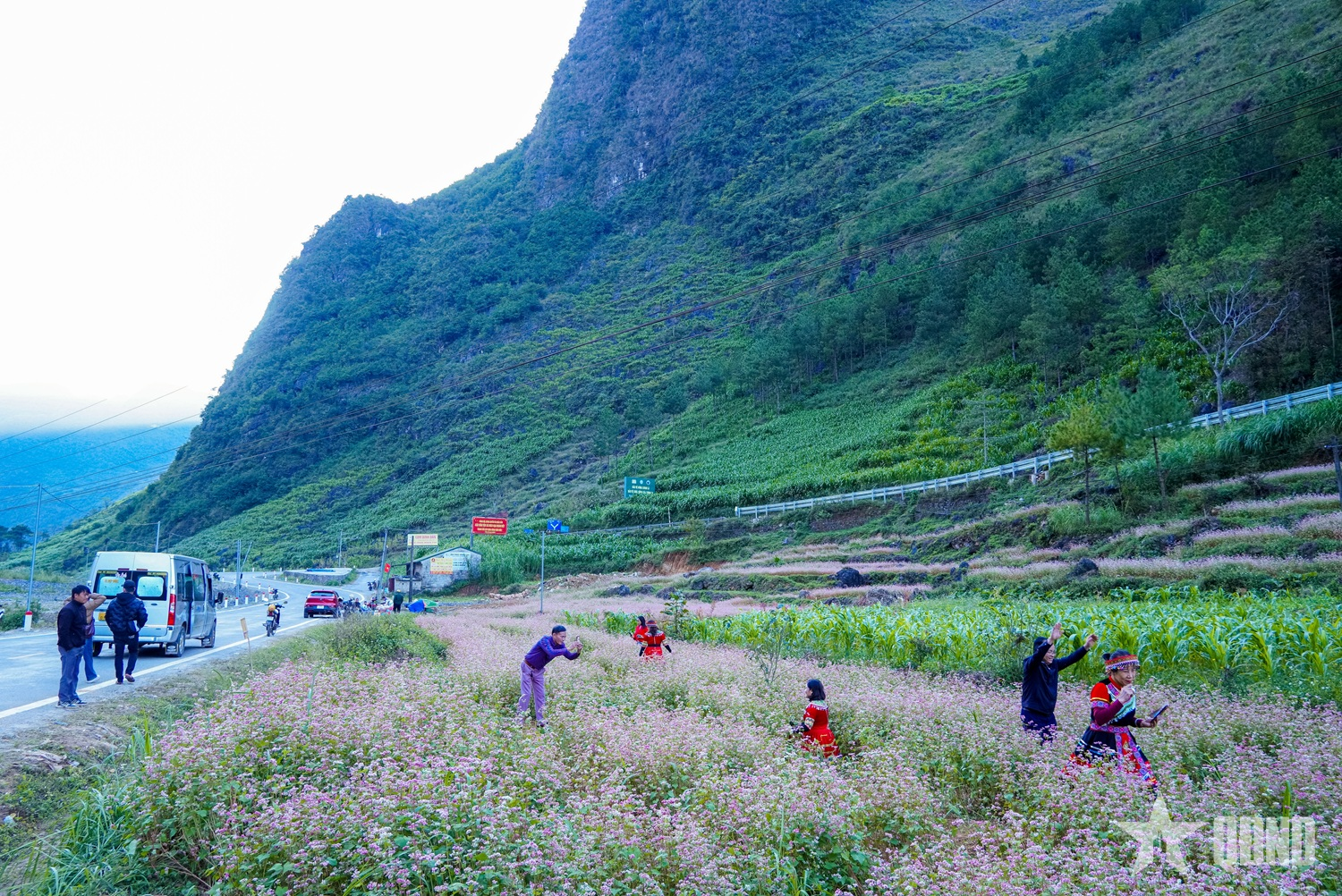 Miền đá thức giấc giữa sắc hồng tam giác mạch