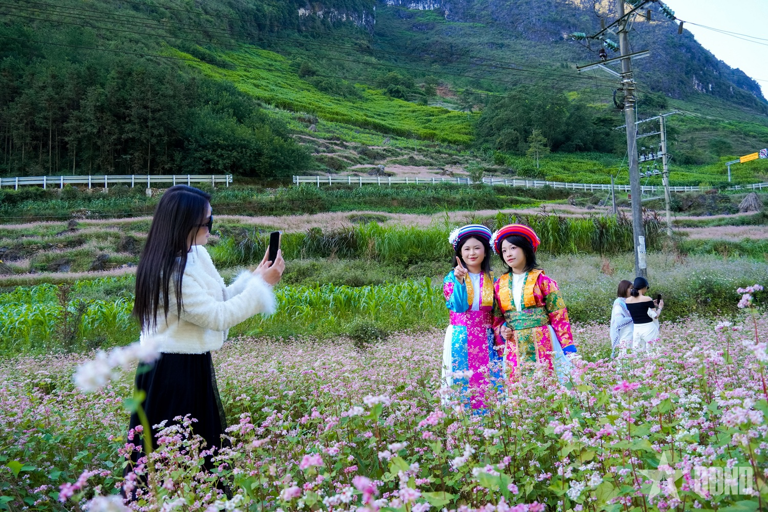 Miền đá thức giấc giữa sắc hồng tam giác mạch