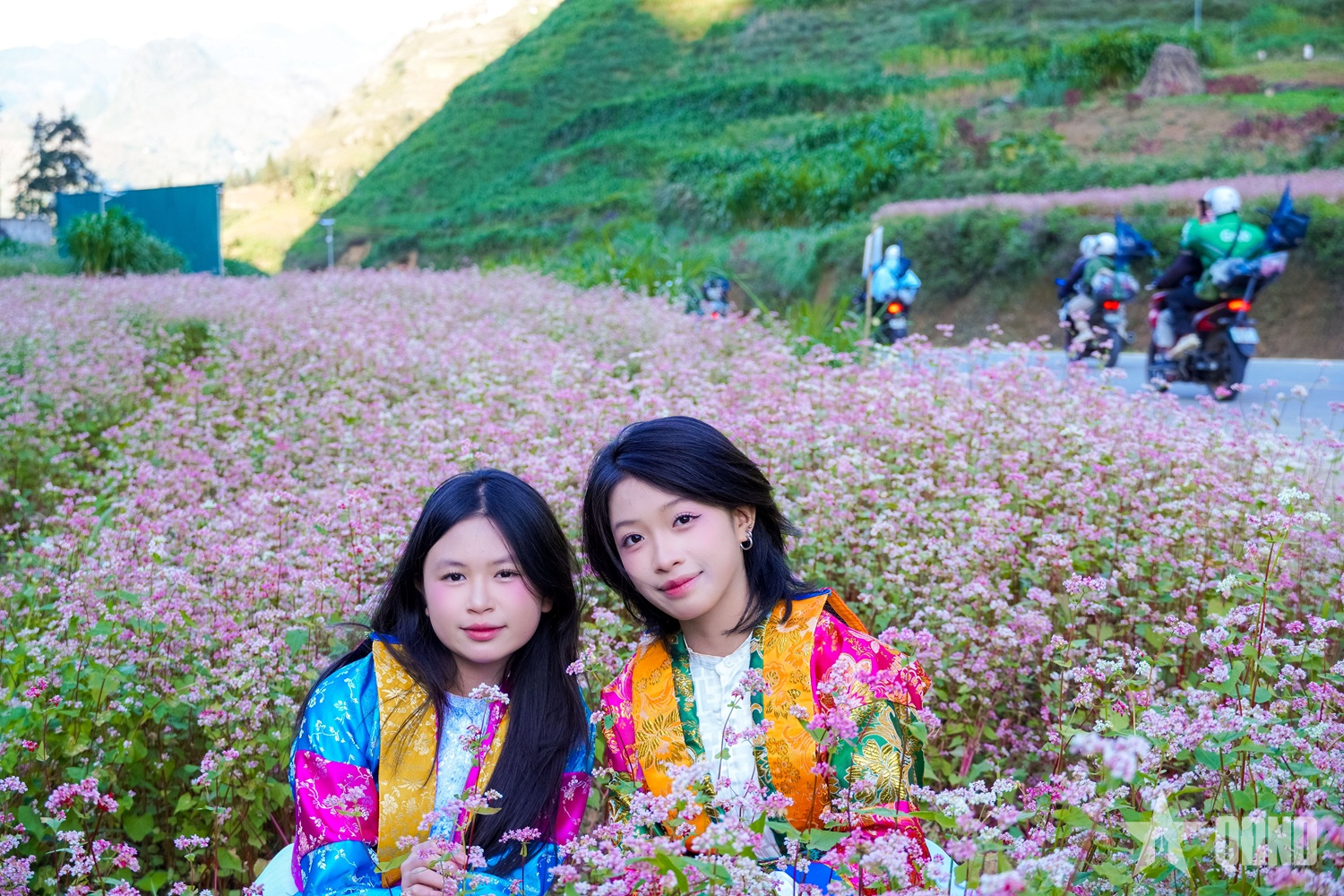 Miền đá thức giấc giữa sắc hồng tam giác mạch