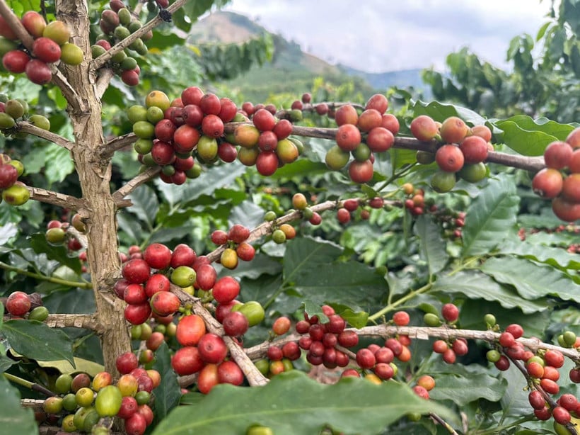 ការដាំកាហ្វេជួយគ្រួសារជាច្រើនរួចផុតពីភាពក្រីក្រ។