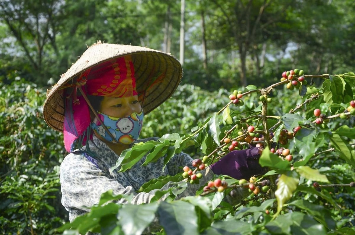 Người dân xã Mường Ảng chăm sóc cà phê - cây trồng chủ lực góp phần phát triển nông nghiệp xanh, bền vững. Ảnh: TH.