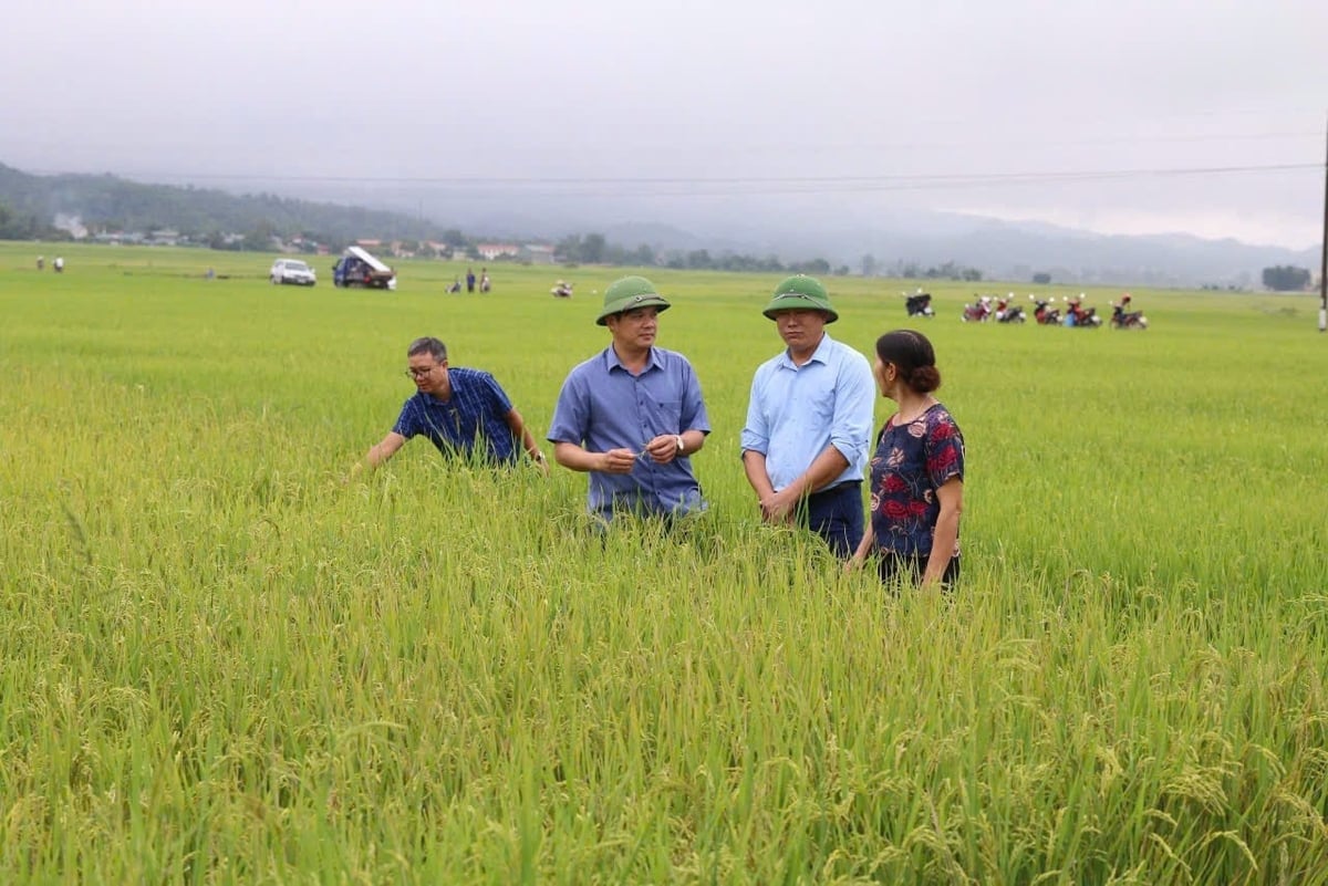 Cán bộ ngành nông nghiệp Điện Biên kiểm tra tình hình sinh trưởng, phát triển của lúa tại vùng sản xuất tập trung. Ảnh: TH.