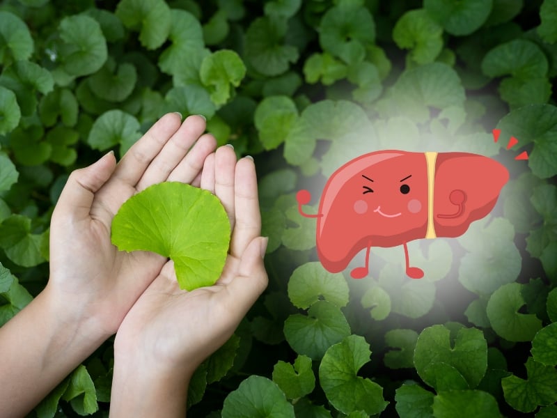 tienkhang-com-rau-ma-tot-cho-gan