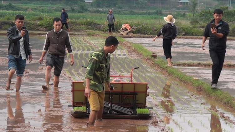 Nông dân Điện Biên ứng dụng máy cấy trong sản xuất lúa giúp cây lúa phát triển khỏe, giảm chi phí phân bón và thuốc BVTV, giảm chi phí lao động, hướng tới nền nông nghiệp xanh, bền vững. Ảnh: TH. 