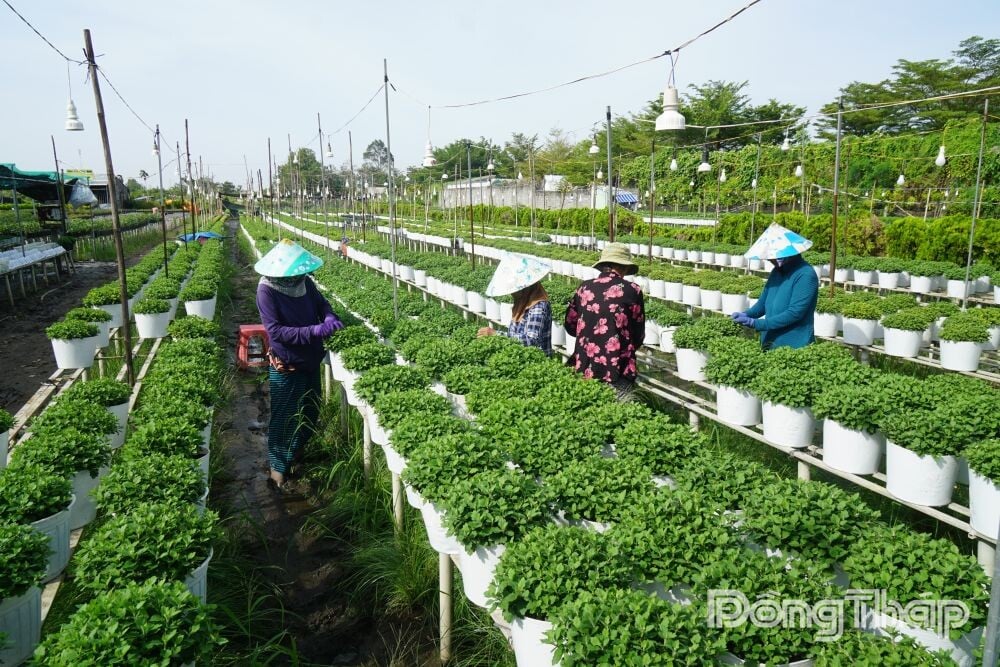 Đồng Tháp: Đẩy mạnh truyền thông, quảng bá Festival Hoa – Kiểng Sa Đéc lần thứ II năm 2025 - Ảnh 1.