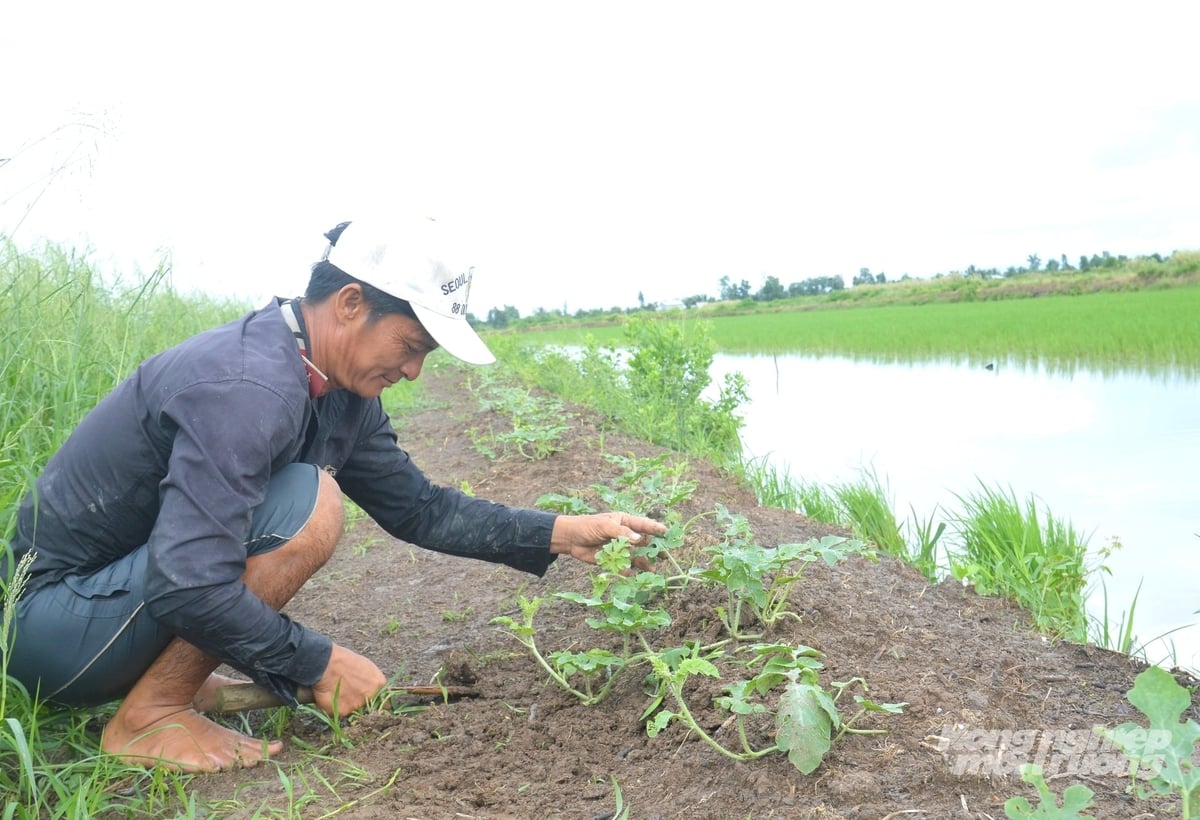 Dự án BASIN trị giá 1,7 triệu USD do Australia tài trợ, giúp khoảng  6.000 người tại An Giang phát triển nông nghiệp sinh thái và thích ứng với biến đổi khí hậu. Ảnh: Trung Chánh.