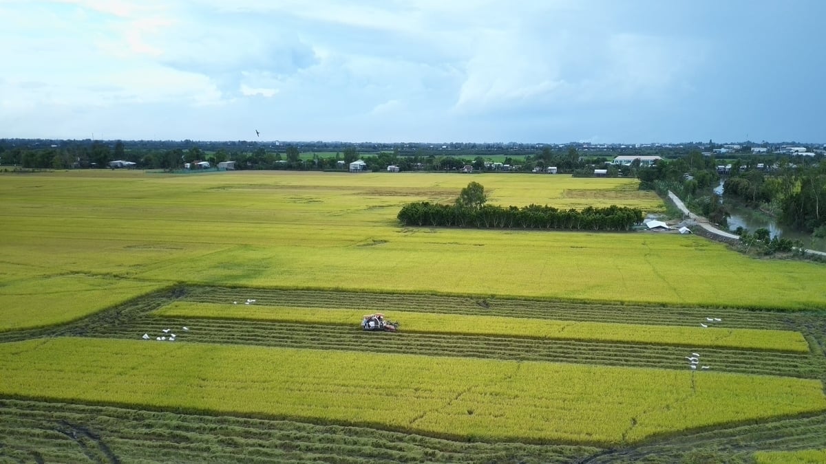 Odrůda rýže TBR97 v zemi Tay Ninh. Foto: Tran Trung.