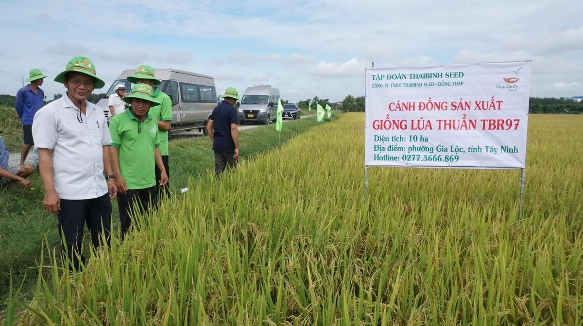 Farmáři z Tay Ninh dávají pozitivní recenze po určité době pěstování odrůdy rýže TBR97. Foto: Tran Trung.
