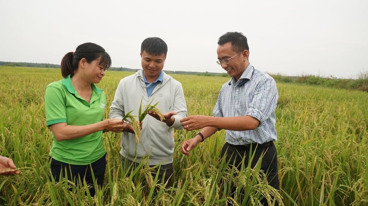Pan Nguyen Quoc Phong (pravá obálka) a technický tým společnosti provedl průzkum odrůdy rýže TBR97 v Tay Ninh. Foto: Tran Trung.
