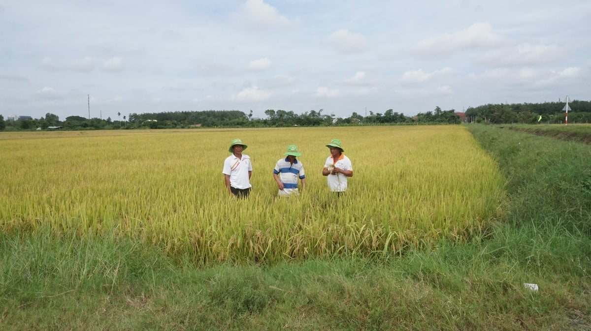 Prostřednictvím terénního workshopu bude zemědělské poradenské centrum Tay Ninh replikovat model a v nadcházející době bude ve velkém měřítku šířit odrůdu rýže TBR97. Foto: Tran Trung.