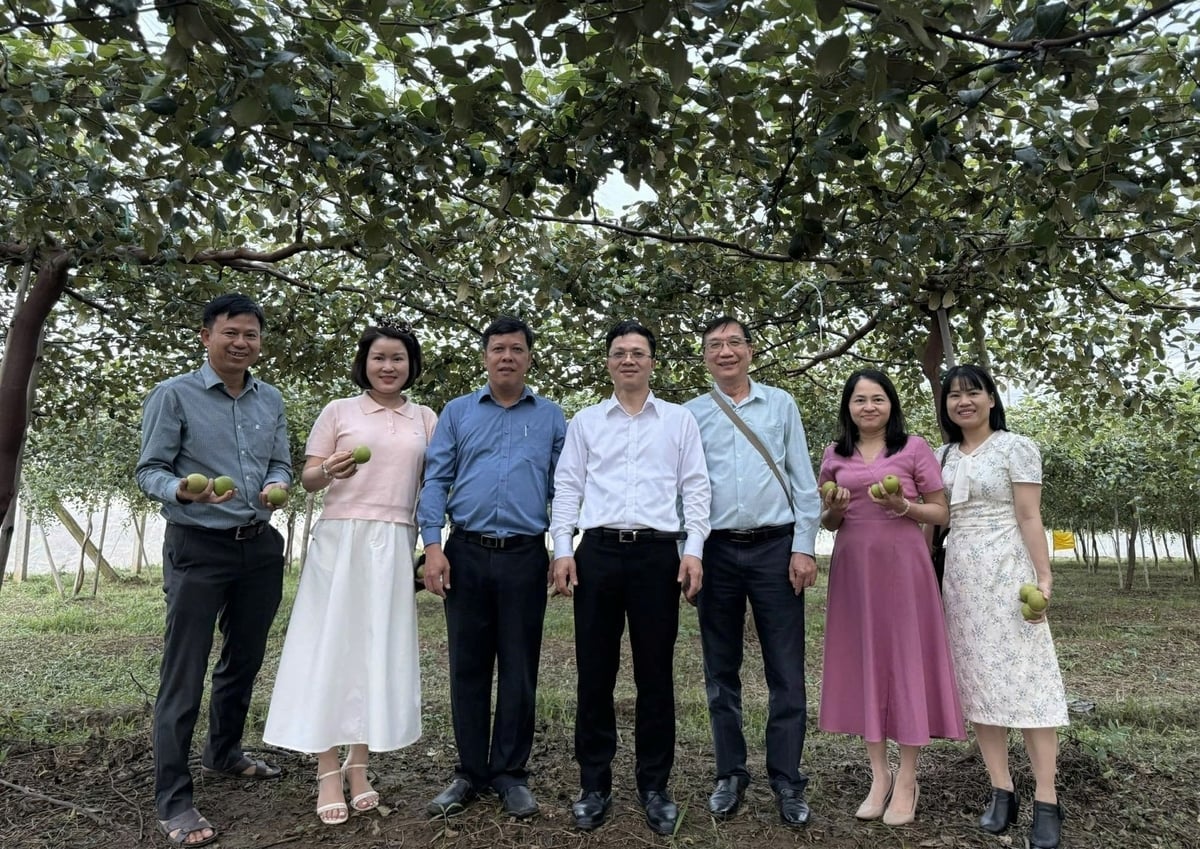 Руководители Департамента науки и технологий Министерства сельского хозяйства и охраны окружающей среды посетили яблоневый сад TN01. Фото: Фан Конг Киен. Lãnh đạo Vụ Khoa học công nghệ (Bộ Nông nghiệp và Môi trường) thăm vườn táo TN01. Ảnh: Phan Công Kiên.