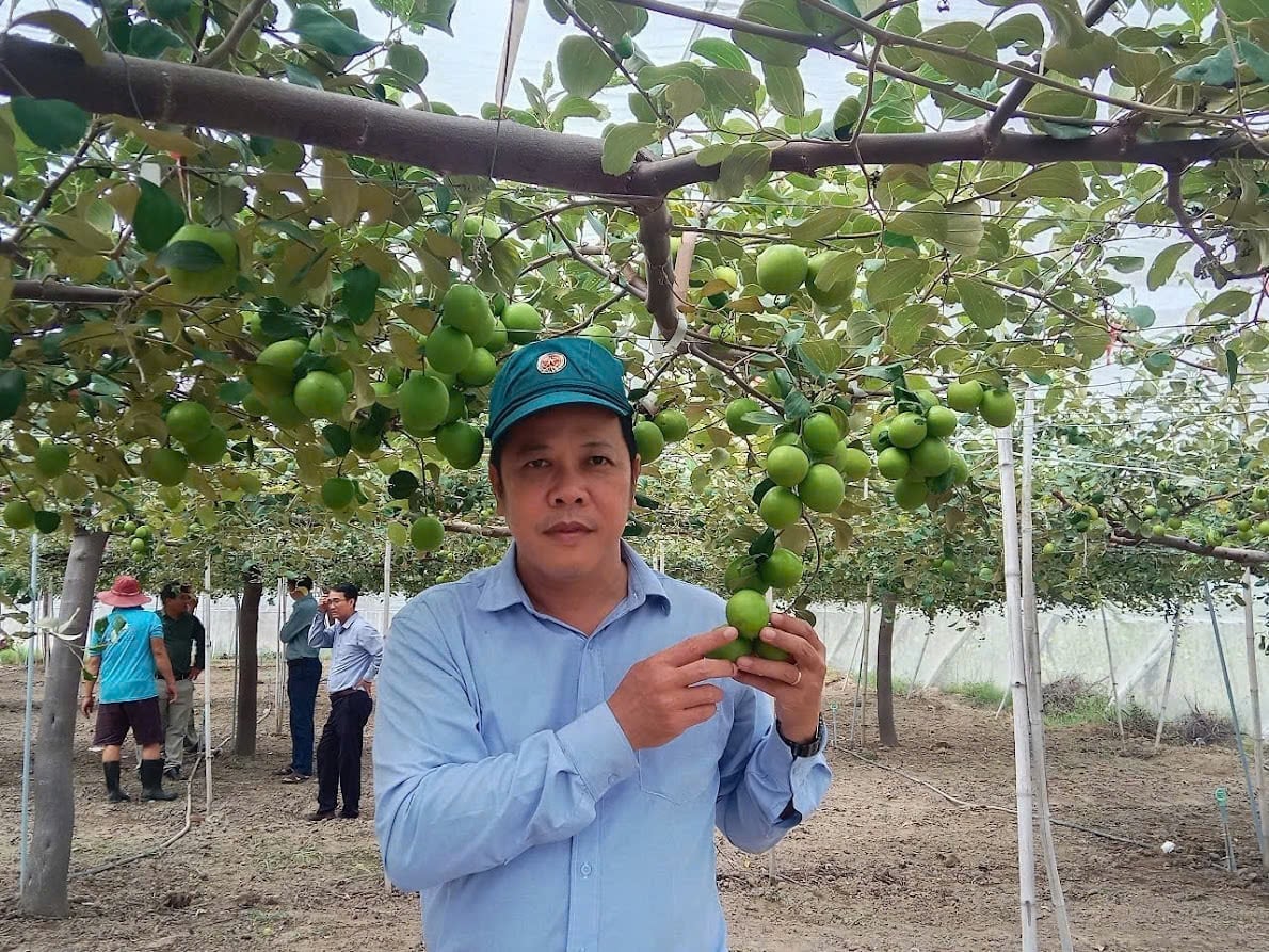 Сорт яблок TN01 одобрен Департаментом растениеводства и защиты растений (Министерство сельского хозяйства и охраны окружающей среды) и официально разрешен к выращиванию в провинциях Южного Центрального побережья с 14 ноября 2025 года. Фото: Фан Конг Киен. Giống táo TN01 được Cục Trồng trọt và Bảo vệ thực vật (Bộ Nông nghiệp và Môi trường) chấp thuận và chính thức được phép phát triển sản xuất tại các tỉnh Duyên hải Nam Trung bộ từ ngày 14/11/2025. Ảnh: Phan Công Kiên.