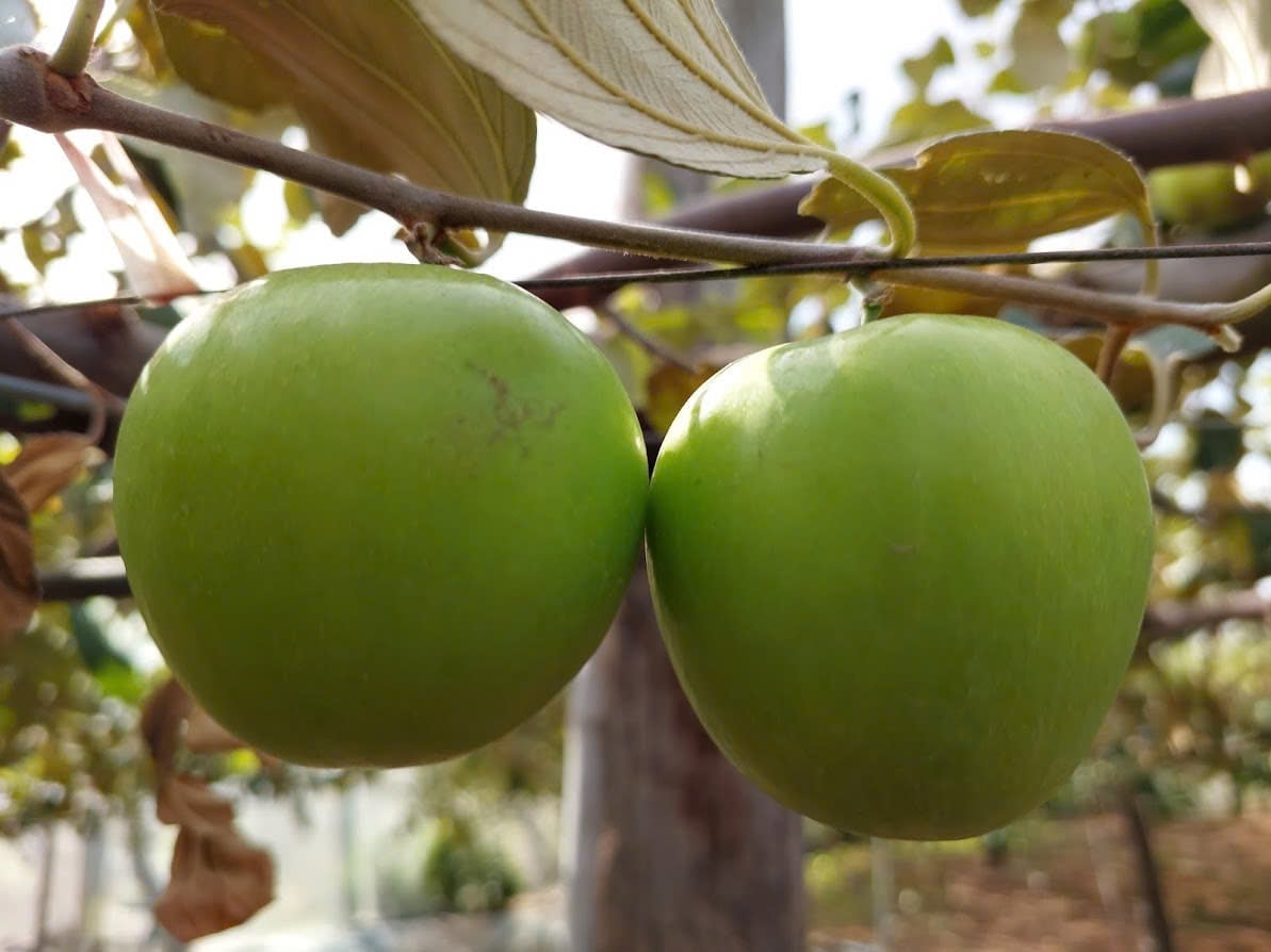 Средний вес плодов сорта TN01 составляет 80–100 граммов, крупные плоды могут достигать 280 граммов, съедобность плодов составляет около 94–95%, показатель Брикса выше 11%. Фото: Фан Конг Киен. Giống táo TN01 có khối lượng quả trung bình từ 80 - 100 gram, quả lớn có thể đạt tới 280 gram, tỷ lệ ăn được của quả khoảng 94 - 95%, độ brix trên 11%. Ảnh: Phan Công Kiên.