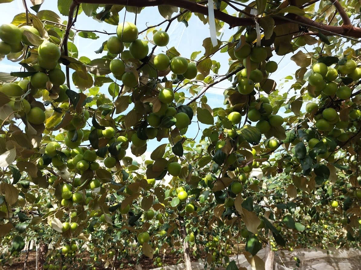 Сорт яблок TN01 имеет среднюю урожайность 46–55 тонн с га, при интенсивном выращивании урожайность может достигать 65 тонн с га. Фото: Фан Конг Киен. Giống táo TN01 cho năng suất bình quân từ 46 - 55 tấn/ha/vụ, thâm canh có thể đạt 65 tấn/ha/vụ. Ảnh: Phan Công Kiên.