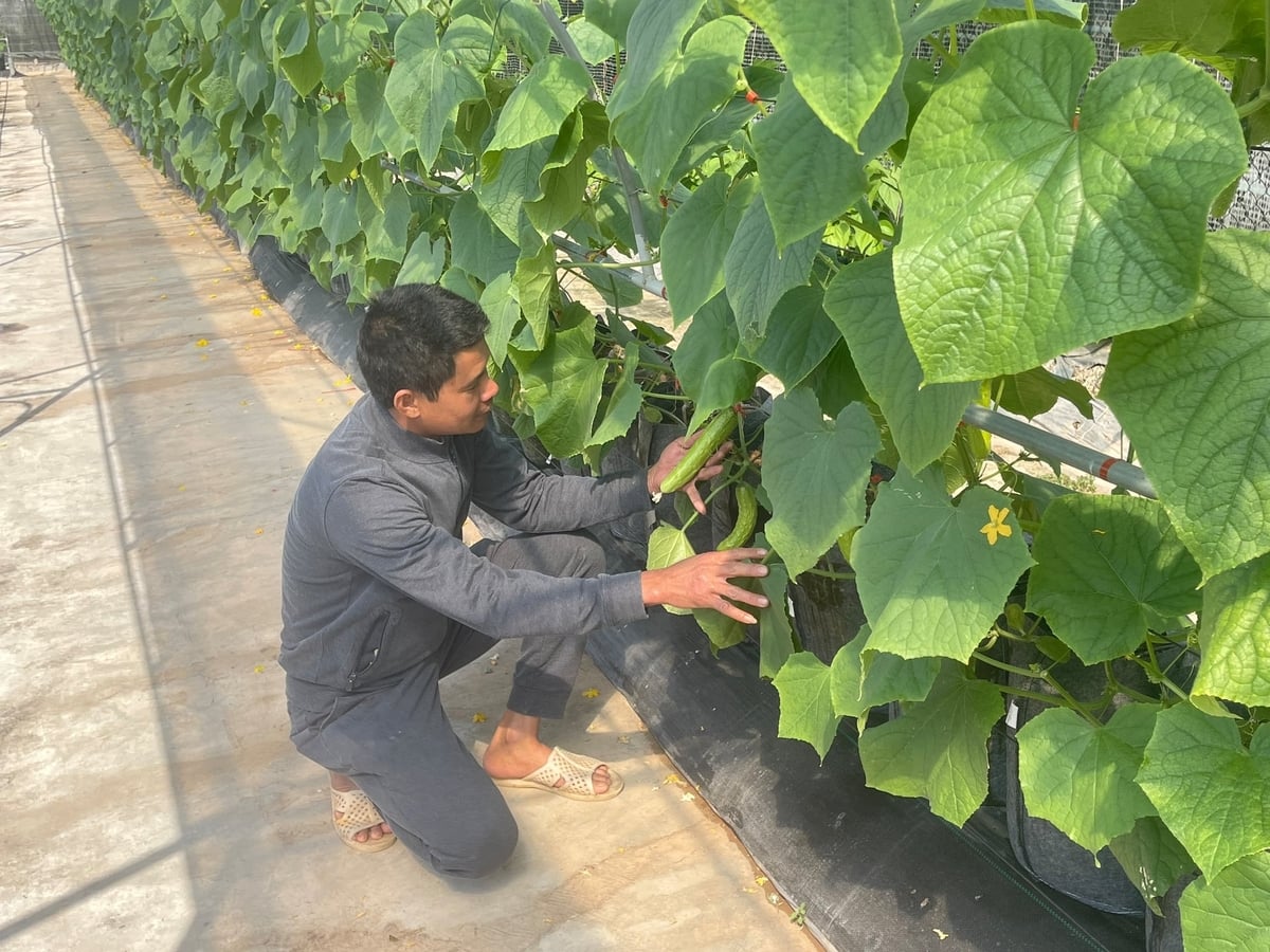 Amh Phong kiểm tra tốc độ sinh trưởng của dưa chuột. Ảnh: Phạm Hoàng. 