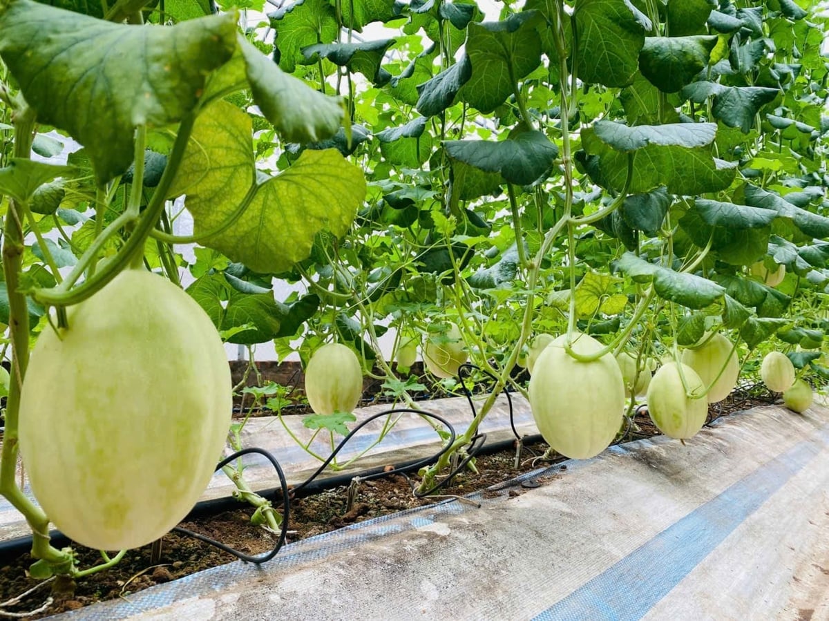 Năng suất, sản lượng, chất lượng rau, quả của vườn nhà anh Phong luôn cao hơn so với sản phẩm nông sản trồng theo phương pháp truyền thống. Ảnh: Văn Phong. 