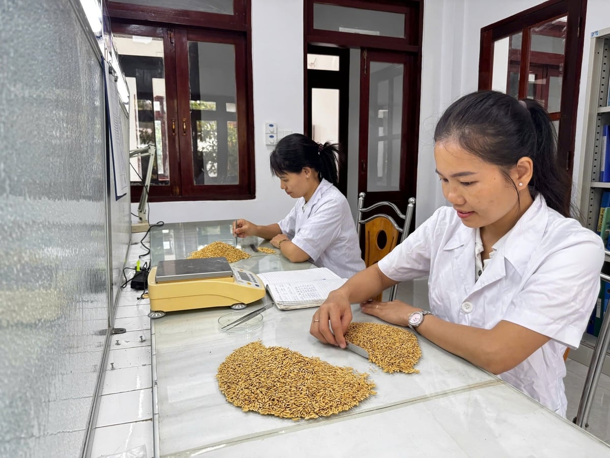 Viện Nha Hố được Bộ Nông nghiệp và Môi trường chỉ đỉnh thử nghiệm chất lượng hạt giống lúa thuần, hạt giống lúa lai hai dòng, hạt giống lúa lai ba dòng và hạt giống ngô lai. Ảnh: Phan Công Kiên.