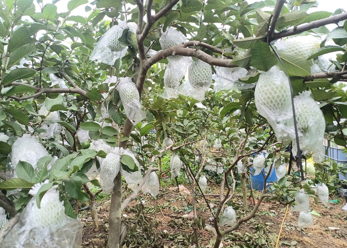 Phường An Phong định hướng nâng tầm sản phẩm ổi bằng phương pháp gắn nhãn truy xuất nguồn gốc. Ảnh: Hoàng Phong.