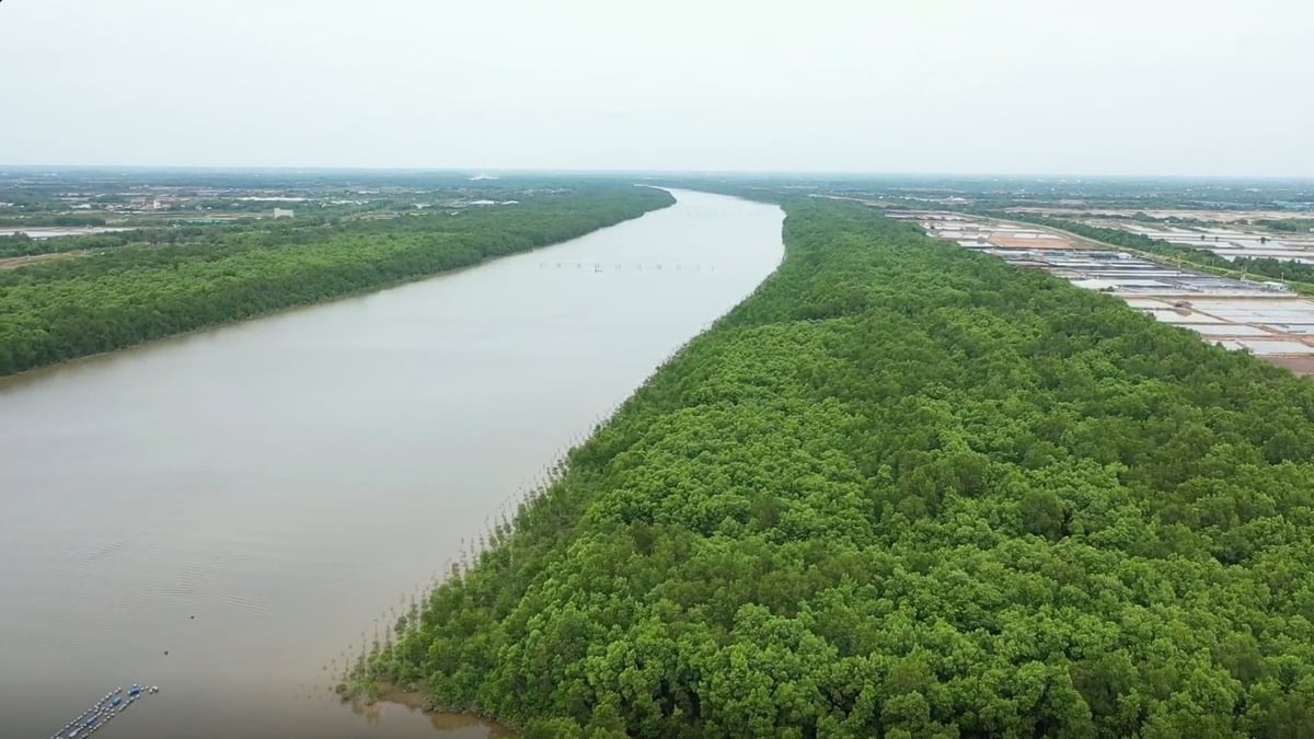 C.P Việt Nam trồng rừng ngập mặn tại Bến Tre. Ảnh: Trần Quân.