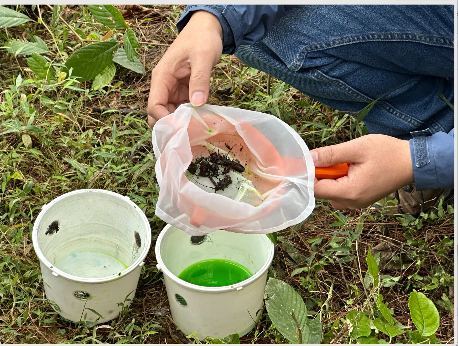 פקידים מקומיים בודקים מלכודות, אוספים דגימות, מכניסים אותן לשקיות סגירה ומאחסנים אותן במקפיא לפני שליחתן למעבדה. צילום: פואנג לין. Cán bộ địa phương kiểm tra bẫy, thu mẫu, cho vào túi zip và bảo quản trong tủ đá trước khi gửi về phòng thí nghiệm. Ảnh: Phương Linh.