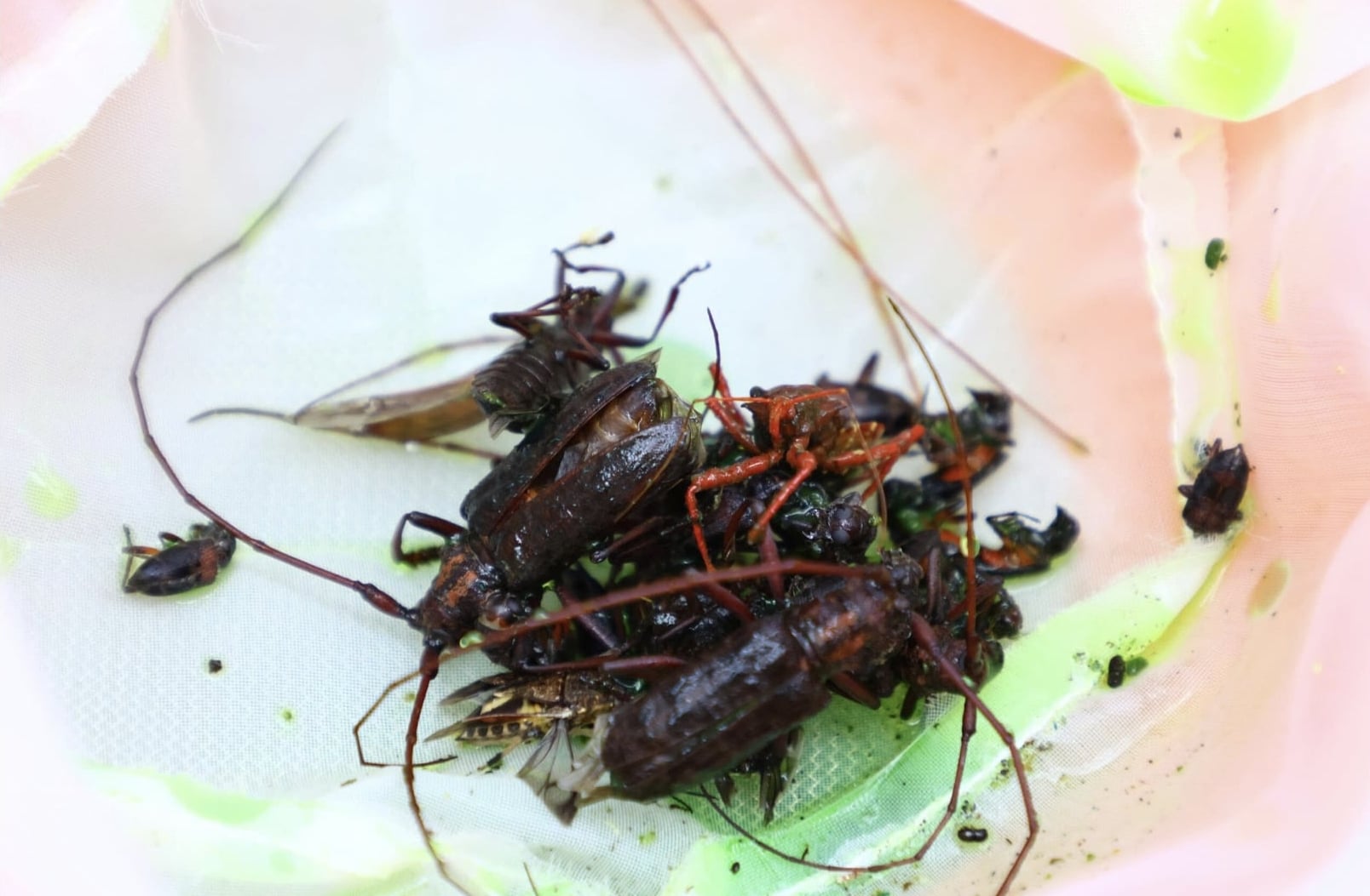 ניתן לסווג ישירות דגימות גדולות כמו קוצצי שיער, בעוד שחיפושיות קטנות יש לצפות בהן תחת מיקרוסקופ לצורך ניתוח מורפולוגי. צילום: דאט טאן. Những mẫu lớn như xén tóc có thể phân loại trực tiếp, trong khi các loài mọt nhỏ phải quan sát dưới kính hiển vi để phân tích hình thái. Ảnh: Đạt Thành.