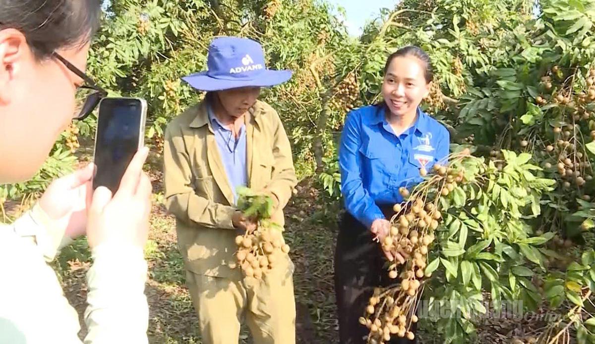 Mevrouw Nguyen Thanh Van, secretaris van de jeugdbond van de wijk An Tuong, verkoopt longan aan mensen.