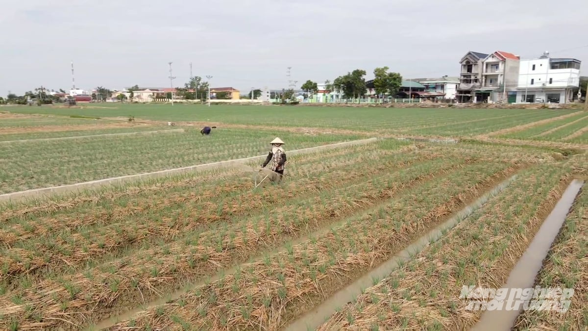Hải Phòng sẽ ban hành chính sách hỗ trợ cơ giới hóa, giúp nông dân mua máy làm đất, hệ thống tưới, máy gieo trồng… nhằm giảm chi phí và nâng cao năng suất lao động. Ảnh: Quang Dũng.