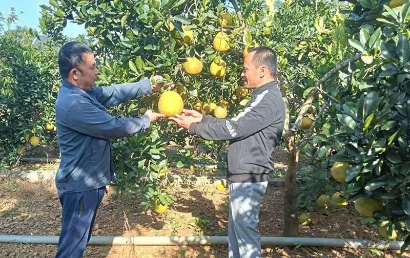 Particellesekretæren i landsbyen Quy Thanh er eksemplarisk og ansvarlig.