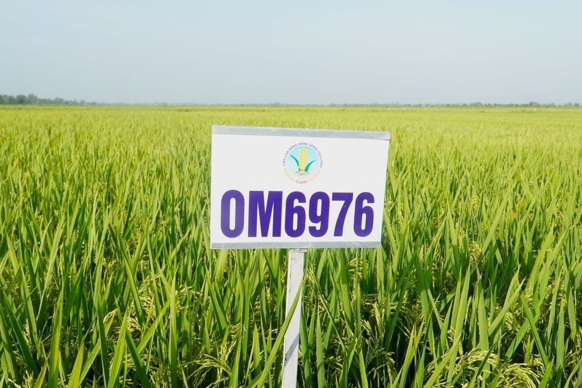OM6976 là một trong ba giống lúa của Viện Lúa ĐBSCL được Cuba công nhận và đưa vào sản xuất đại trà. Ảnh: Kim Anh.
