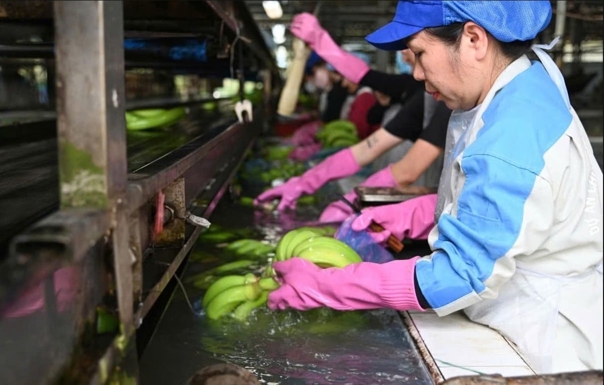 Geëxporteerde bananen - een product uit de hightech landbouwsector van VRG. Foto: VRG. Chuối xuất khẩu - một sản phẩm từ lĩnh vực nông nghiệp công nghệ cao của VRG. Ảnh: VRG.