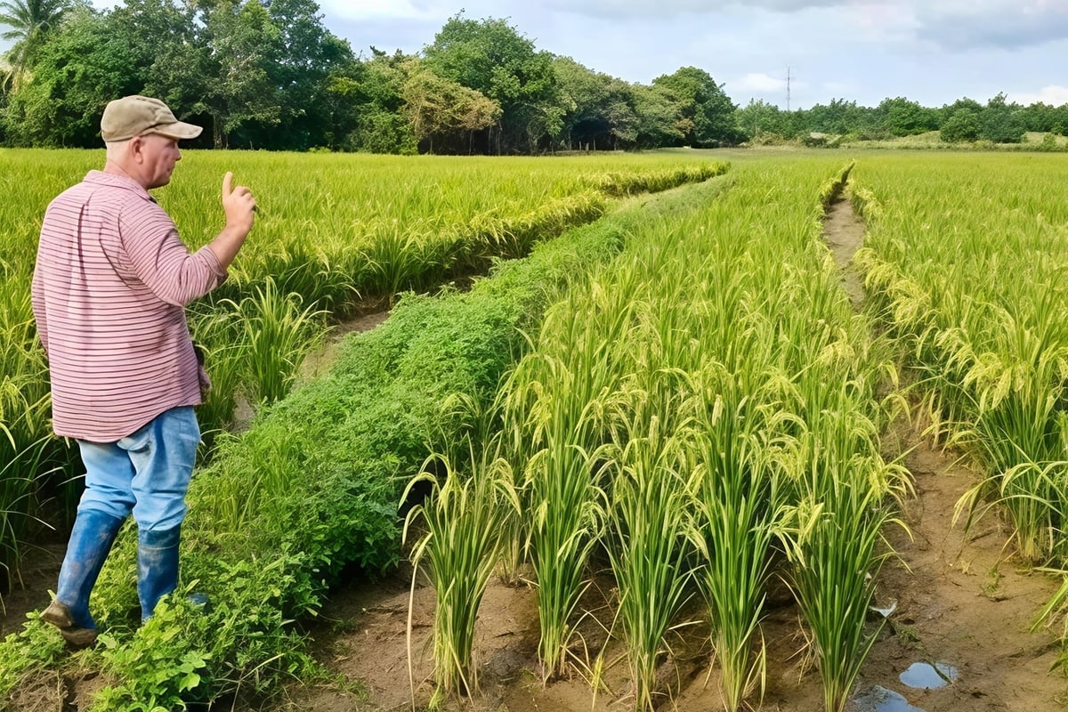 Các giống lúa của Việt Nam được khảo nghiệm và phát triển tốt ở hộ nông dân Lionel, tại huyện Calimete, tỉnh Matanzas (Cuba). Ảnh: Nhân vật cung cấp.