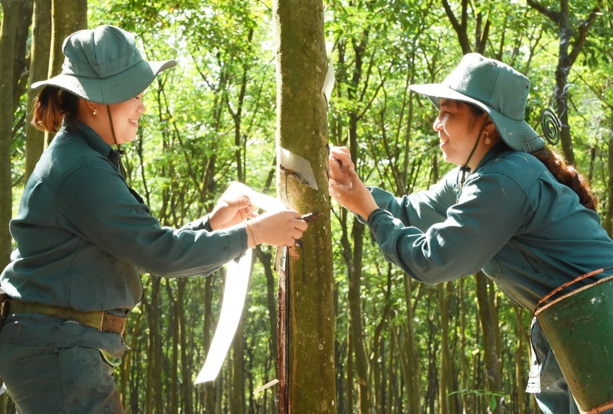 De rubberlatexproductie van VRG zal in 2025 meer dan 456.000 ton bedragen. Foto: VRG. Sản lượng mủ cao su của VRG đạt hơn 456.000 tấn năm 2025. Ảnh: VRG.