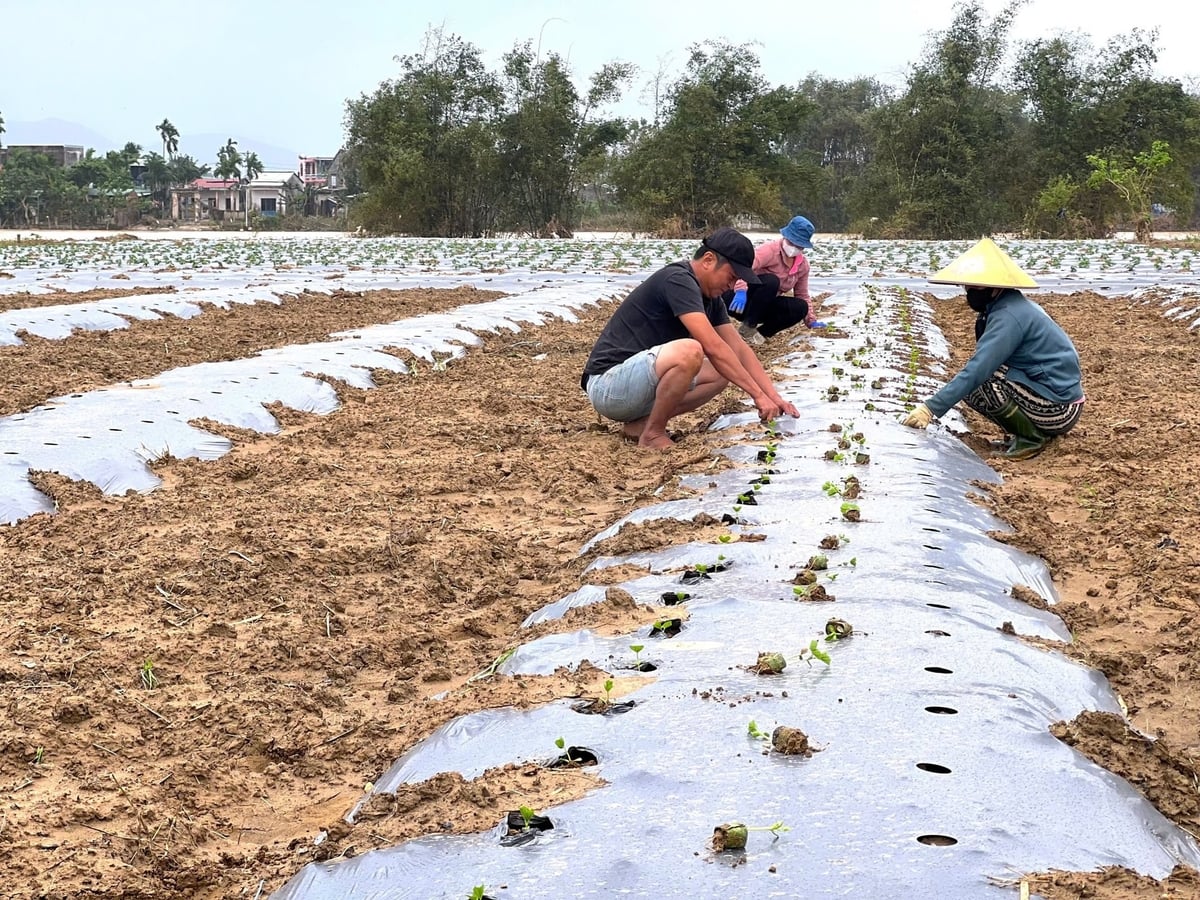 Nông dân làng rau Bàu Tròn tất bật xuống giống vụ mới. Ảnh: Lan Anh.