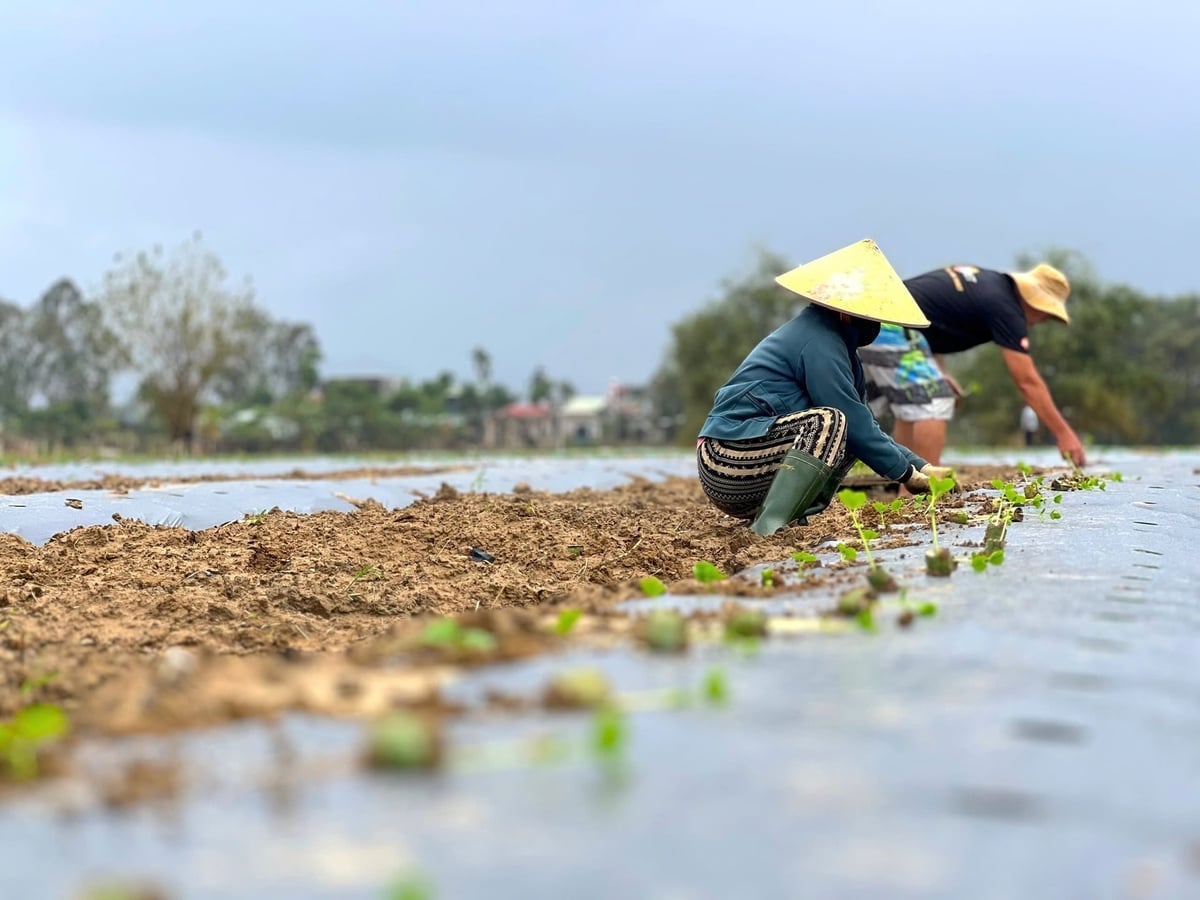 Đa số các hộ đều đã trồng lại vụ rau mới để phục vụ thị trường Tết. Ảnh: Lan Anh.