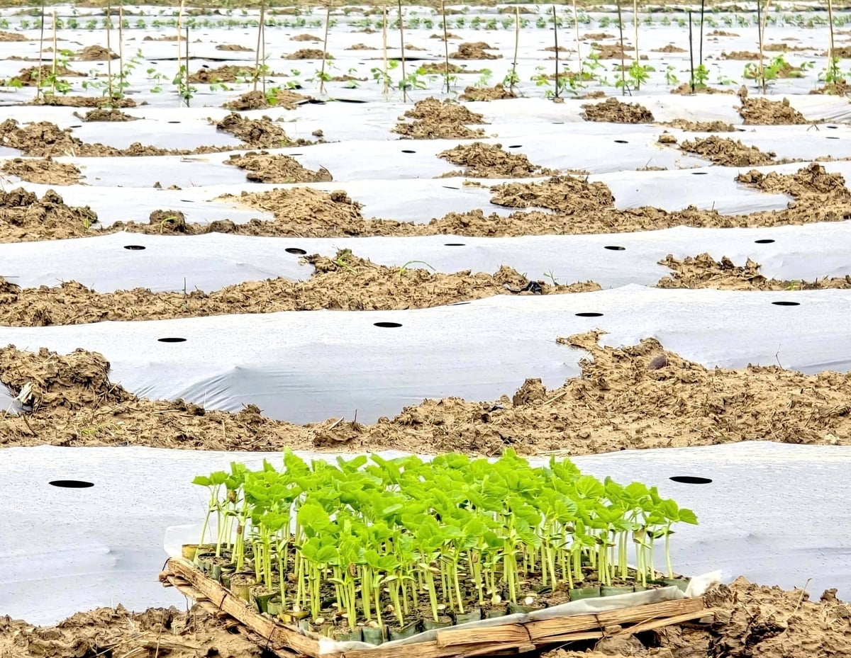 Sắc xanh đã trở lại trên cánh đồng rau Bàu Tròn sau lũ dữ. Ảnh: Lan Anh.