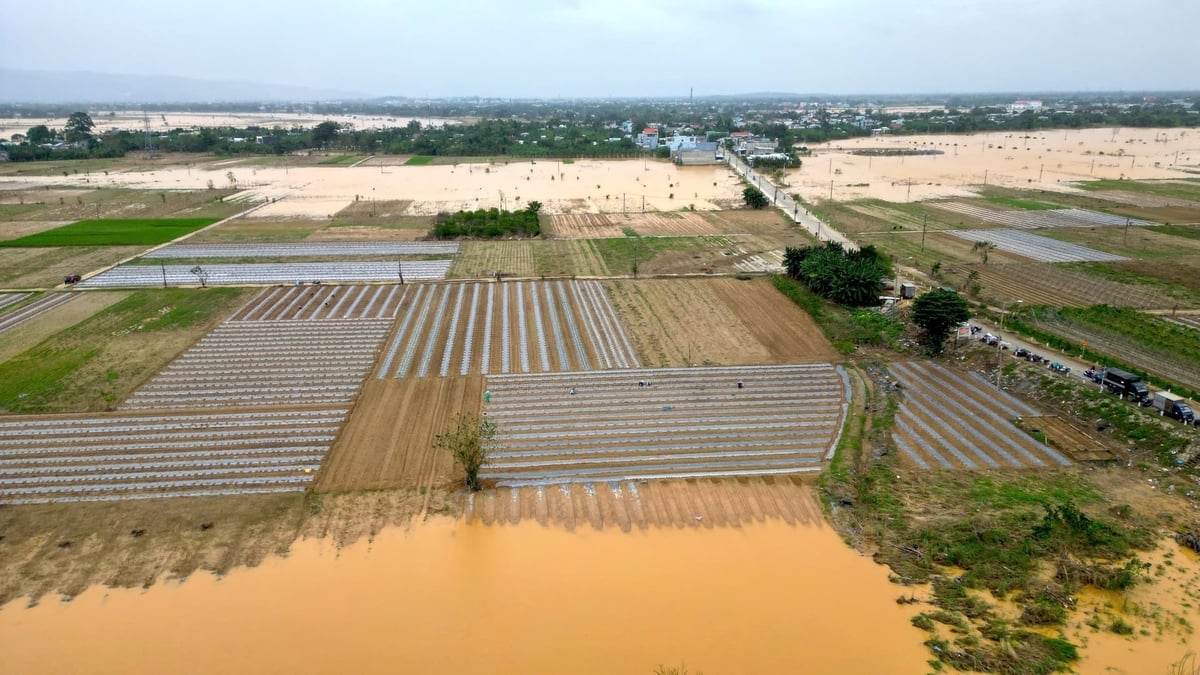 Nhiều vùng chuyên canh rau ở Đà Nẵng đang dần hồi sinh để phục vụ thị trường Tết. Ảnh: Lan Anh.