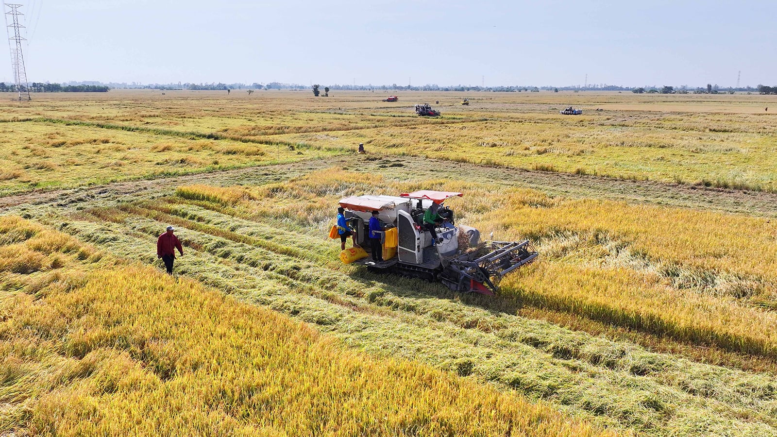 Prisen på An Giang-ris holder seg stabil