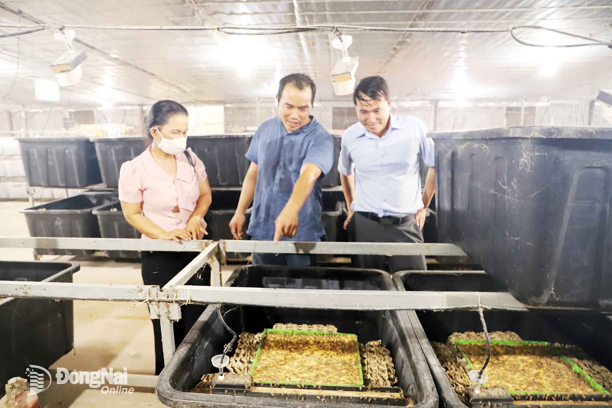 Model chovu cvrčků v průmyslovém měřítku, který zajišťuje ochranu životního prostředí v obci Loc Hung. Foto: B.Nguyen  