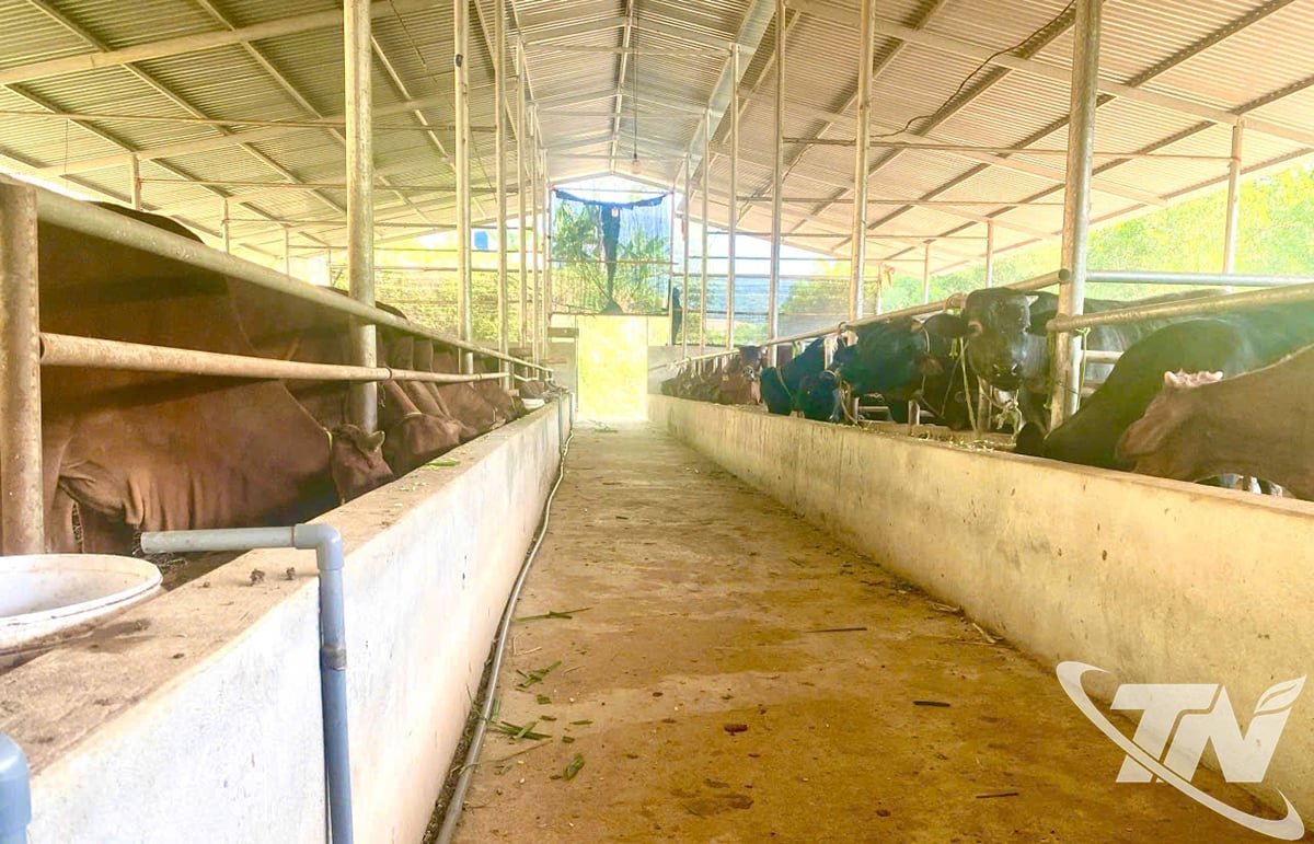 モン族牛協同組合第11号の牛舎は現代の技術プロセスに従って建設されており、牛が健康で安定して成長するのに役立っています。