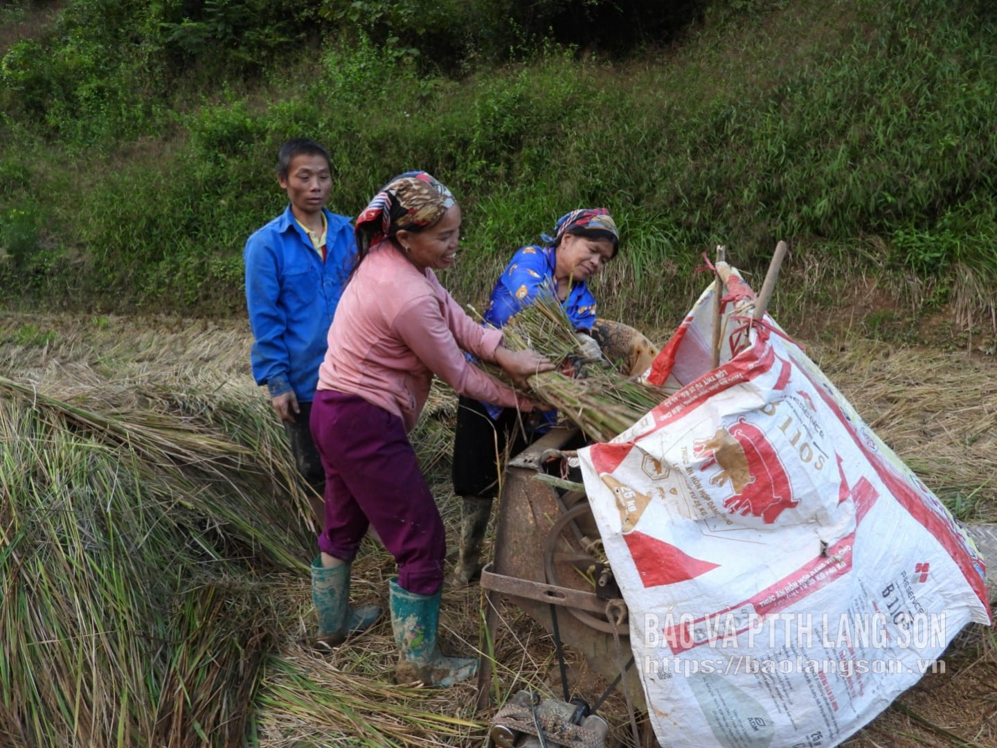 ชาวบ้านคูอยงัน ตำบลกวีฮวา กำลังเก็บเกี่ยวข้าวในฤดูหนาว-ฤดูใบไม้ผลิ
