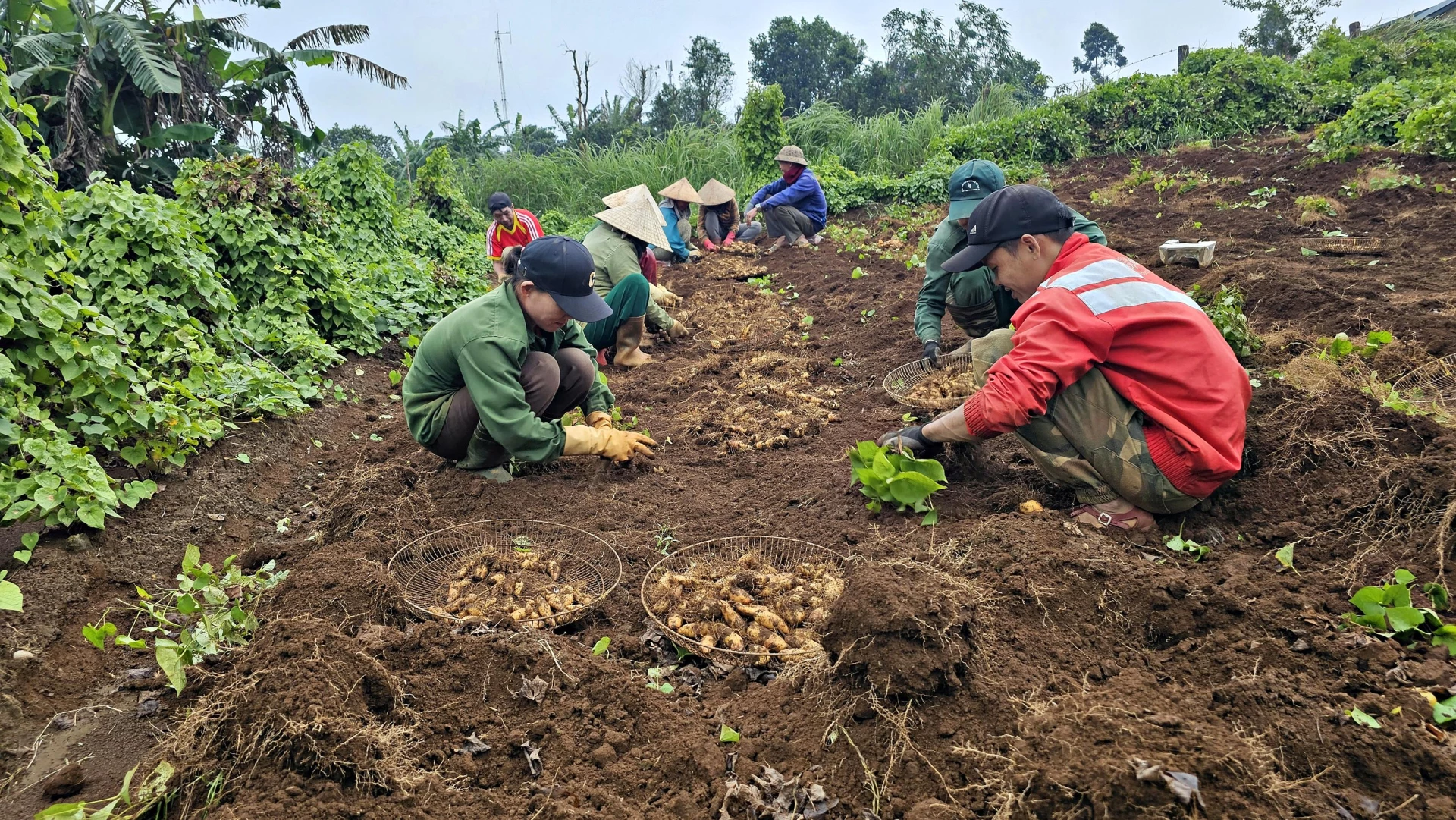 Mensen in de gemeente Con Tien oogsten zoete aardappelen in de vorm van 'arbeidsruil' om de kosten te verlagen en de voortgang van de oogst te garanderen - Foto: L.A.