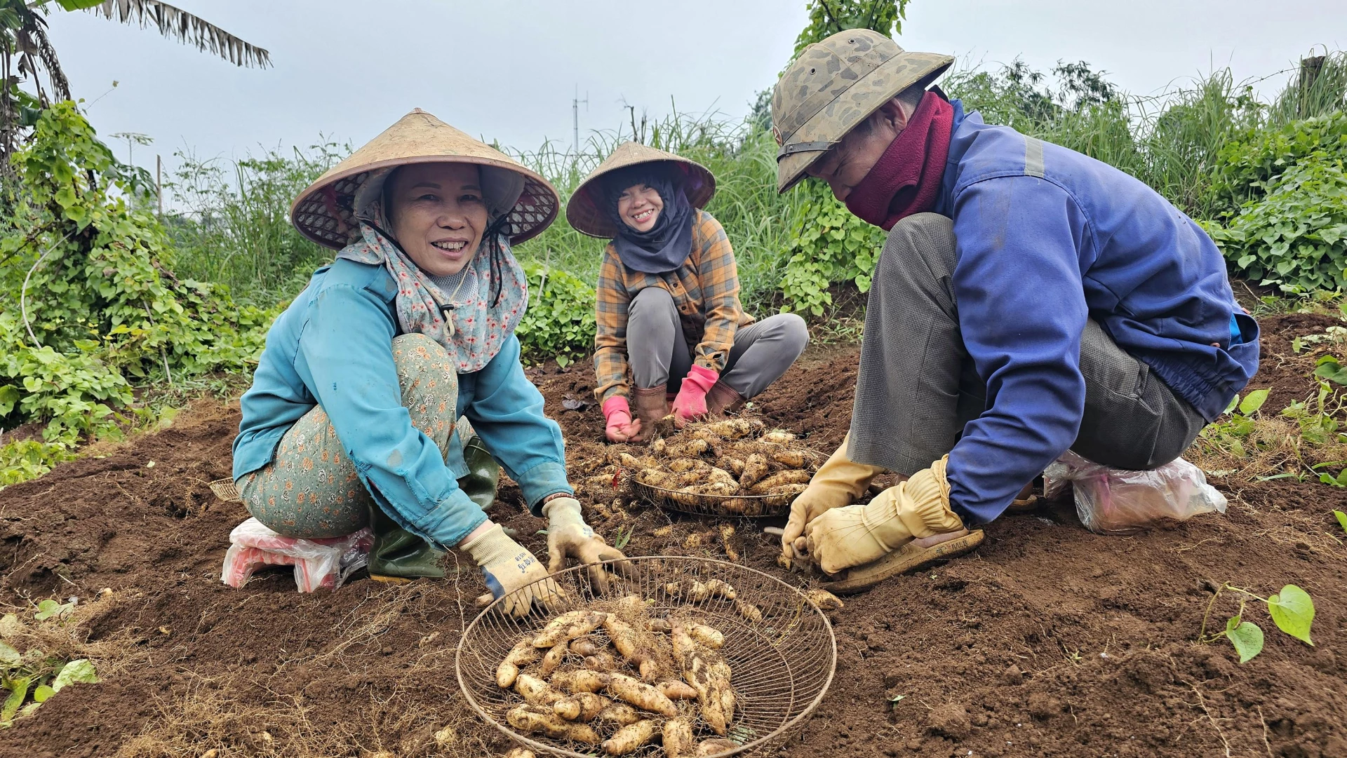 Mensen in de gemeente Con Tien zijn enthousiast over de goede oogst en de goede prijs van zoete aardappelen - Foto: L.A.