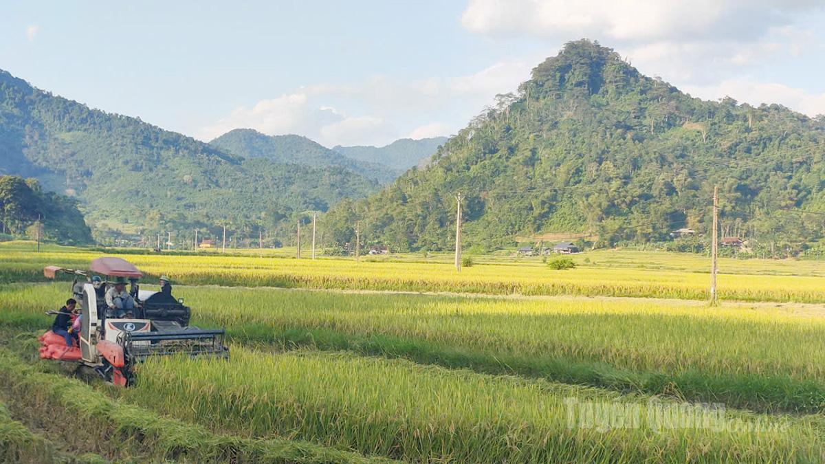 유리한 자연 조건을 갖춘 콘론 공동체는 옛 나항 지구의 쌀 창고로 여겨진다.