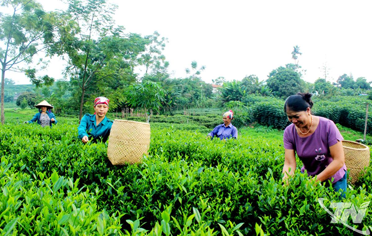 តែនៅតែជាដំណាំចម្បង ផ្សារភ្ជាប់ជាមួយនឹងការអភិវឌ្ឍន៍ទេសចរណ៍បទពិសោធន៍នៅឃុំ Dai Phuc។