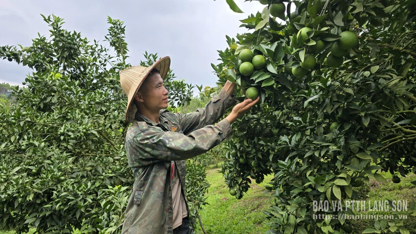 السيد لي فان لونغ، قرية بان هيك، يحصد برتقال كاو فونغ